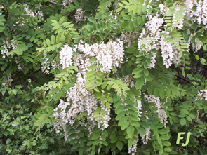 Fleurs d'acacias dans l'arbre